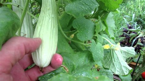 Growing Cucumbers Introducing The Armenian Cucumber Youtube