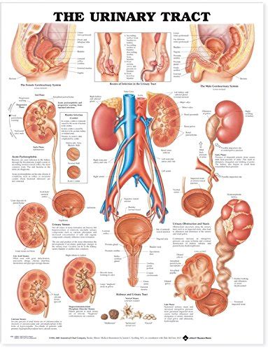The Prostate Anatomical Chart Anatomical Chart Company