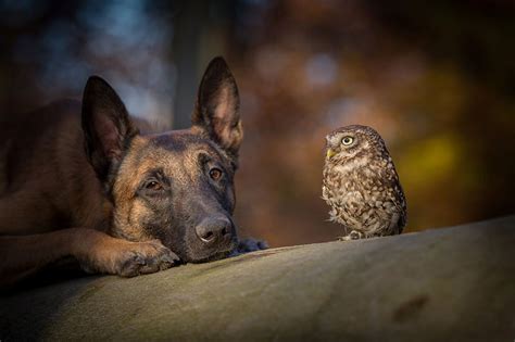 The Unlikely Friendship Of A Dog And An Owl Earth Clicks