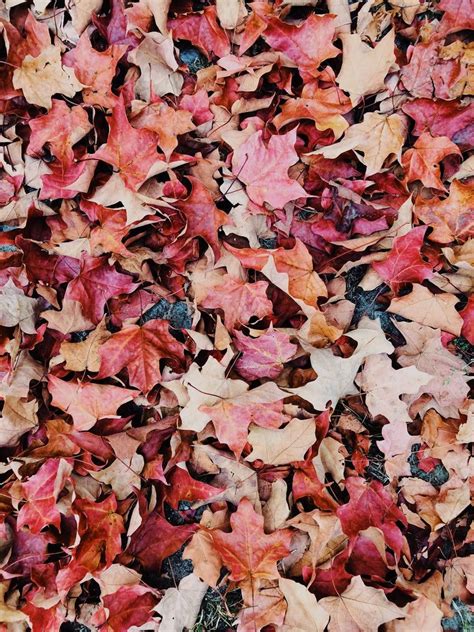 Autumn Images Download Free Images On Unsplash Autumn Leaves