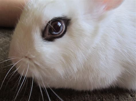 She Has A Pretty Two Colored Eye Rabbits