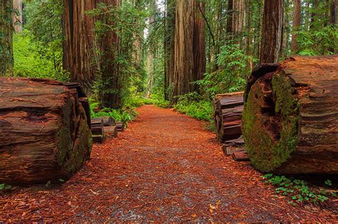 Santa Cruz Redwood Out Of The Woods Santa Cruz Redwoods Hd Wallpaper