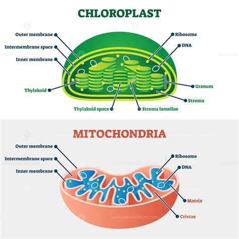 What are some interesting facts about mitochondria? Chloroplast vs mitochondria vector illustration - VectorMine