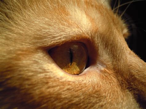 cat eye infections what you need to know