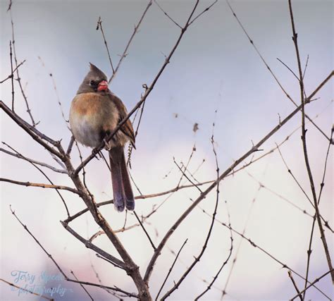 Female Cardinal In Bare Branches Terry Spears Shifters