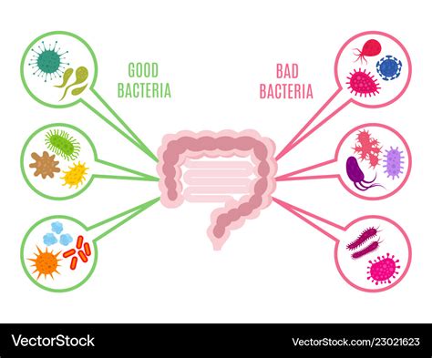 Poster Of Intestinal Flora Gut Health Royalty Free Vector