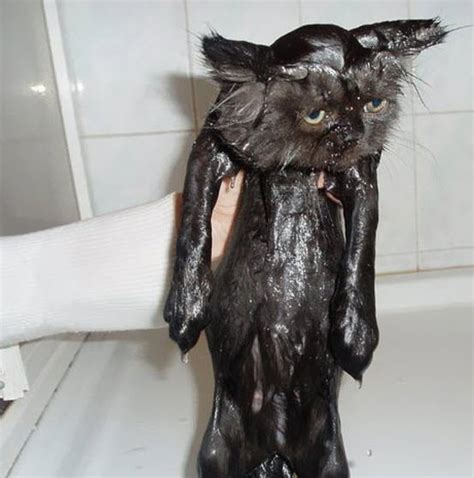 15 Hilarious Pictures Of Wet Cats