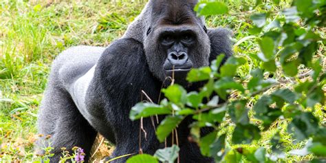 Are Silverback Gorillas Found In Rwanda Visit Volcanoes National Park