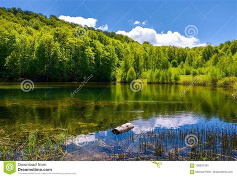 Mountain Lake Among The Forest Stock Photo Image Of District