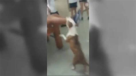 Vídeo pit bull invade escola e ataca aluno no Complexo da Maré RJ
