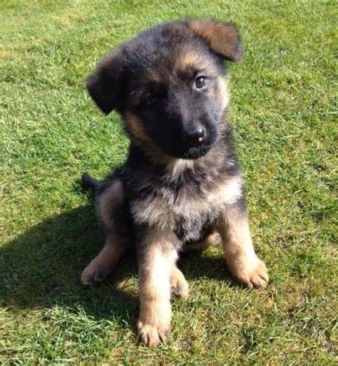 How To Train A German Shepherd Puppy Step By Step Guide World Of Dogz