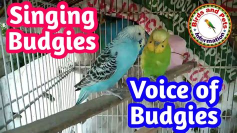Australian Parrot Budgie Singing Budgie Sounds Happy Budgies