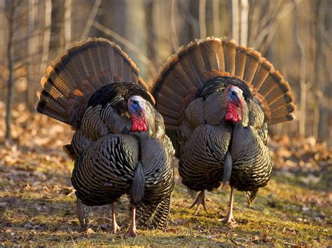 The Wild Turkey | Finger Lakes Land Trust