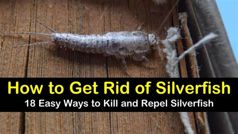 Silverfish How To Identify Control And Get Rid Of Them 53 Off