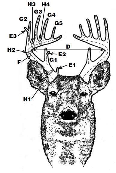 Deer Antler Scoring Need To Learn This So I Know What The Hunters In
