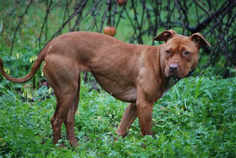 It is believed to be a cross between terriers and old english bulldogs. Datei:007 American Pit Bull Terrier.jpg - Wikipedia