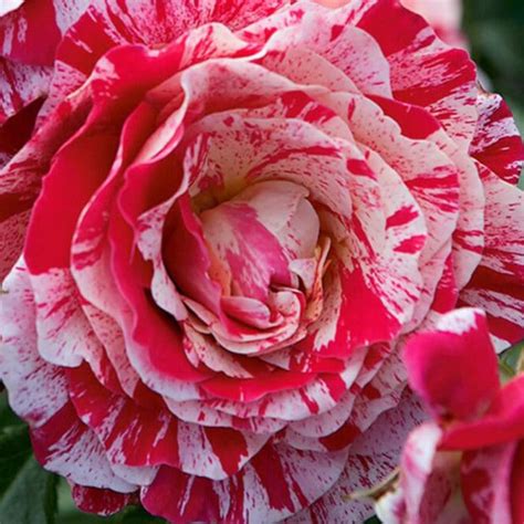 Abracadabra Floribunda Rose Famous Roses