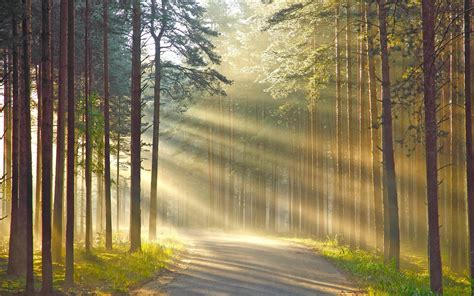 Nature Wood Trees Forest Leaves Road Grass Sun Rays