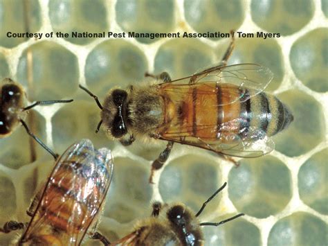 Honey Bee Control Honey Bee Management And Treatment