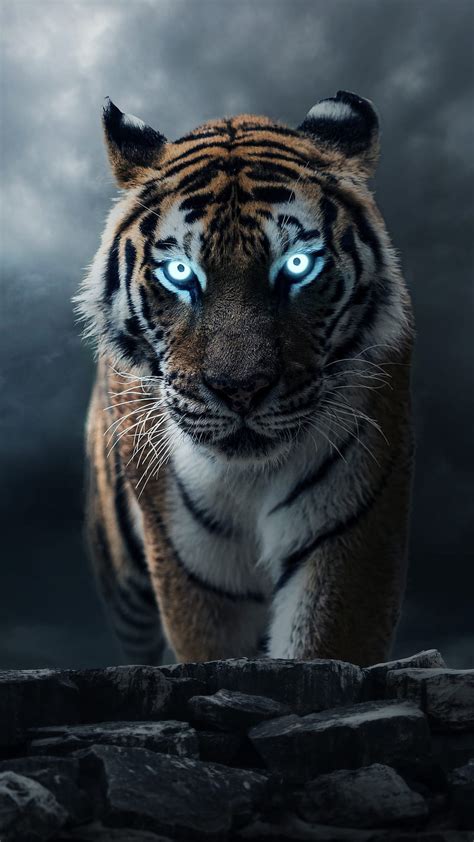 Discover More Than Tiger Pic Wallpaper Latest Tdesign Edu Vn