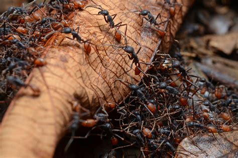 Army Ants Help Pull Together 2 Continents And A Mystery Discover Magazine