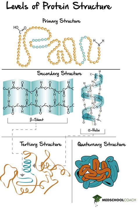 Levels Of Protein Structure Mcat Biochemistry Medschoolcoach