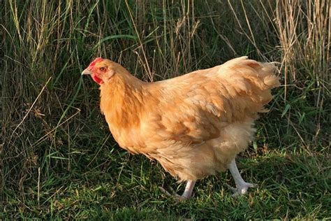 Orpington Chicken All You Need To Know Color Varieties And More