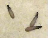 Photos of Swarmer Termites Pictures