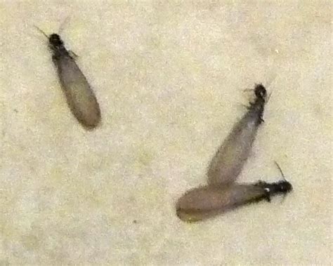 Updating your house doesn't have to be a nuisance. Swarming Termite Alates - What's That Bug?