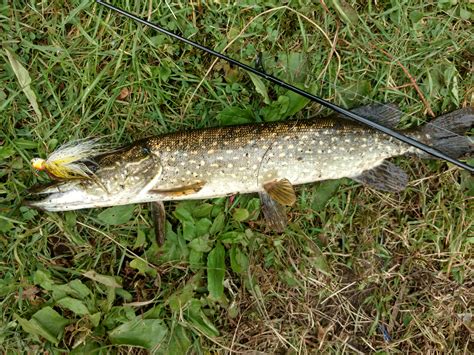 Small Pike Caught On Oswegatchie River Rfishing