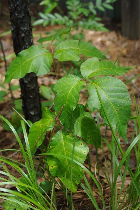 Photograph By Bmerva Via Wikimedia Poison Ivy Plants Kill Poison