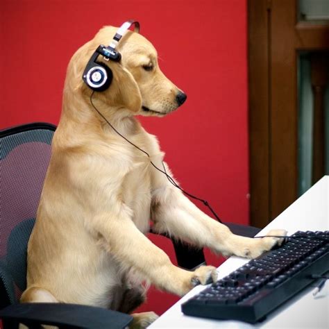 Golden Retriever Playing Video Games Animals Dog Games Dogs