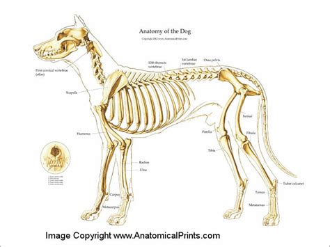 The malleus is the outermost and largest of the three small bones in the middle ear, and reaches an average length of about eight millimeters in the typical adult. Canine Skeleton Poster - Clinical Charts and Supplies