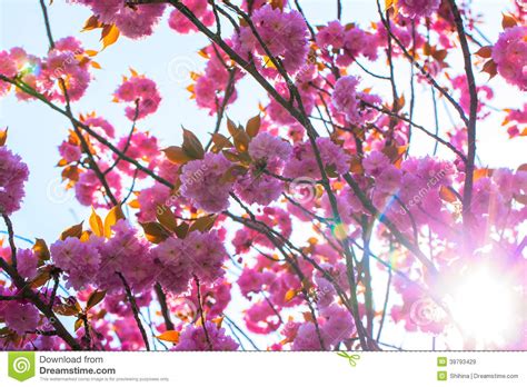 Blooming Double Cherry Blossom Tree And Sunshine Stock Image Image Of