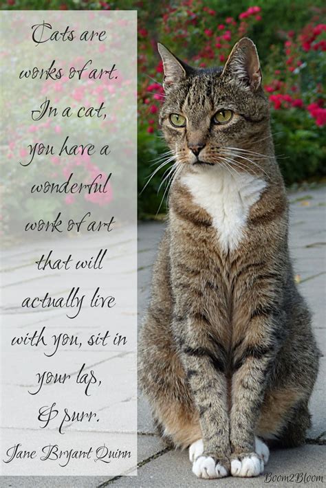 Purrfectly Pawsitive 50 Cat Quotes Kitten Quotes Cat