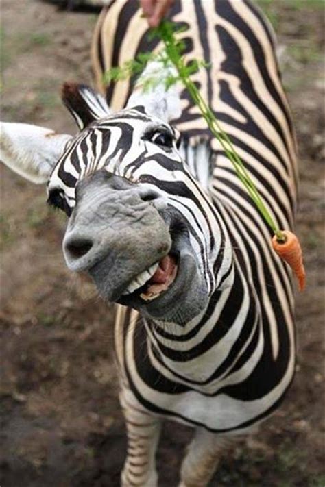 15 Most Funniest Zebra Face Pictures And Photos Of All The