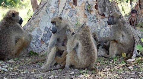 Baboons With Stable Relationships Are Nicer And Live Longer