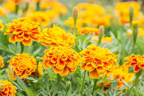 10 Easy Annual Flowers to Start From Seeds