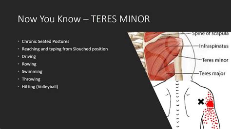 Teres Minor Youtube