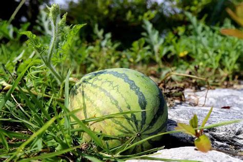 Male And Female Watermelon Flowers Complete Guide Healthy