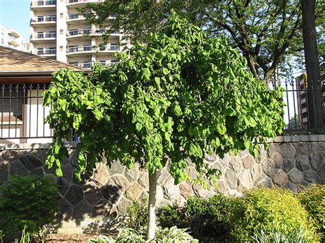 Harry Lauder S Walking Stick Tree Form Corylus Avellana Contorta