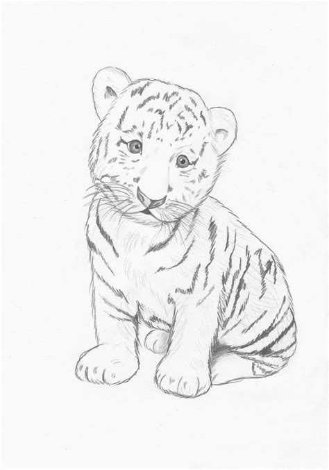 Tiger Drawing Easy At Getdrawings Free Download