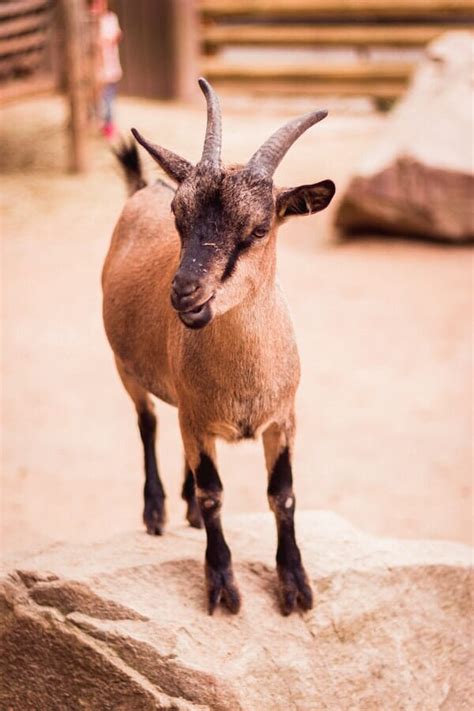 10 Interesting And Fascinating Goat Facts That You Should Know