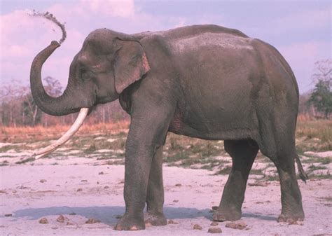 Elefantes Asiáticos Ecured