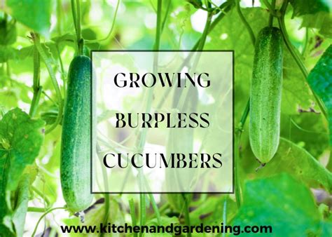 Burpless Cucumbers The Ultimate Guide To Growing This Delicious And