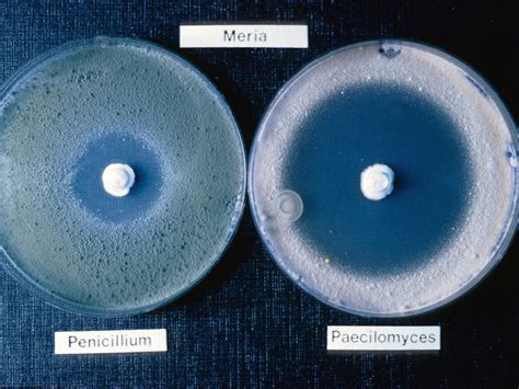 Antibiotics From Endoparasitic Fungus Drechmeria Against Penicillium