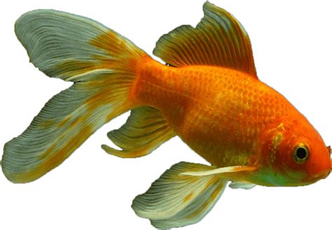 Download Veiltail Fish Png Transparent Goldfish Png Image With No