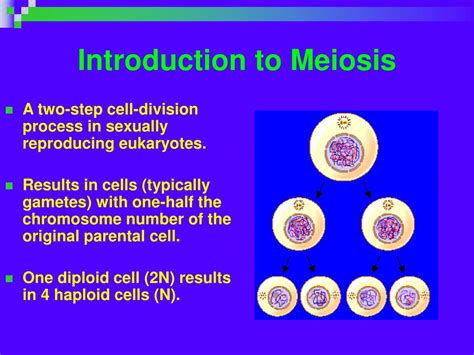 ppt meiosis formation of gametes powerpoint presentation free download id 711226