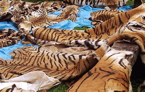 expert to discuss illegal wildlife trade with journalists business post nigeria