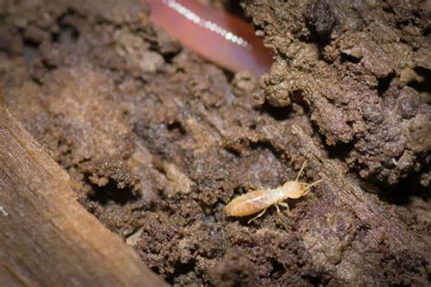 Where Do Termites Live Pestseek